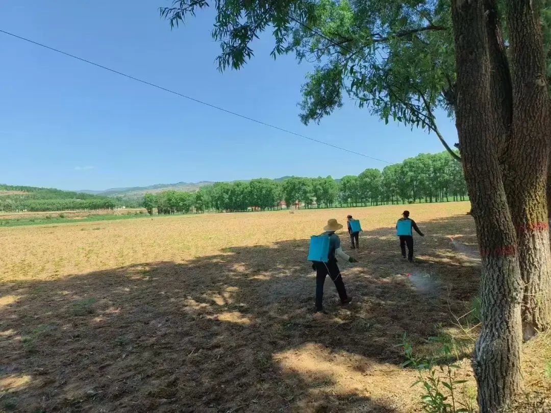 华亭田间地头管护忙　农户为丰收加码