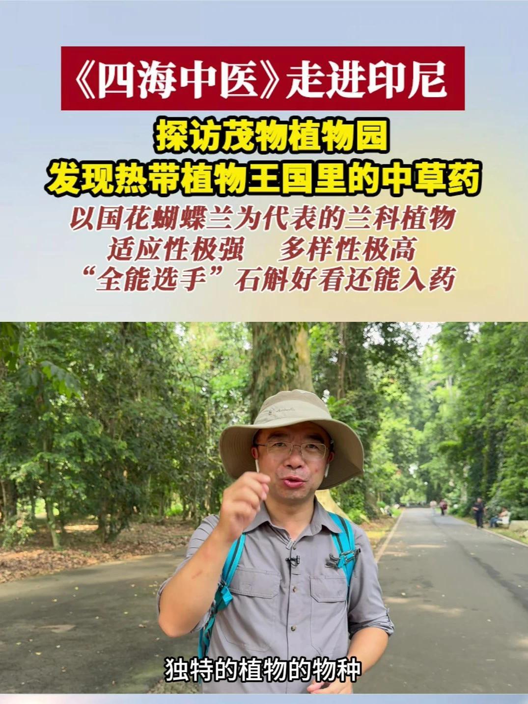 #四海中医走进印尼 探访茂物植物园，发现热带植物王国里的中草药：以印尼国花蝴蝶兰为代表的兰科植物适应性强“全能选手”石斛好看还能入药#四海中医