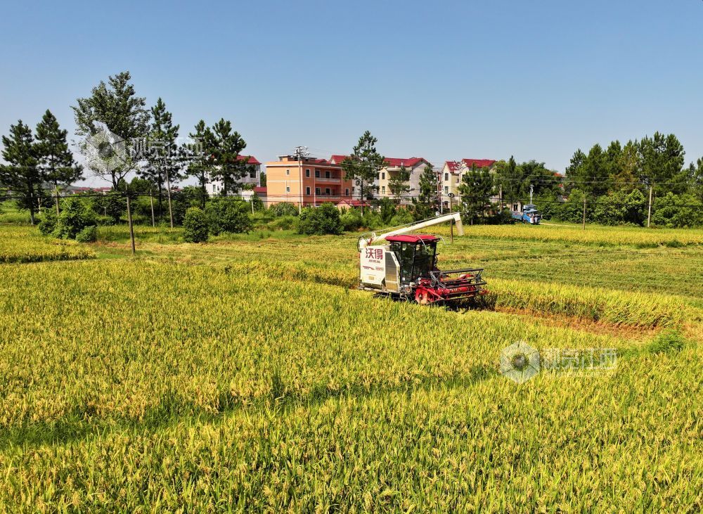 7月3日，江西省吉安市泰和县塘洲镇粮食主产区，农民驾驶收割机正在抢收早稻。