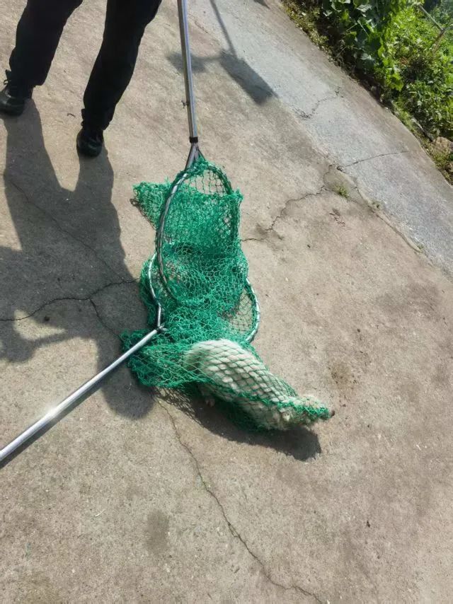 湖口县第二中学附近流浪狗成群出没 威胁学生安全