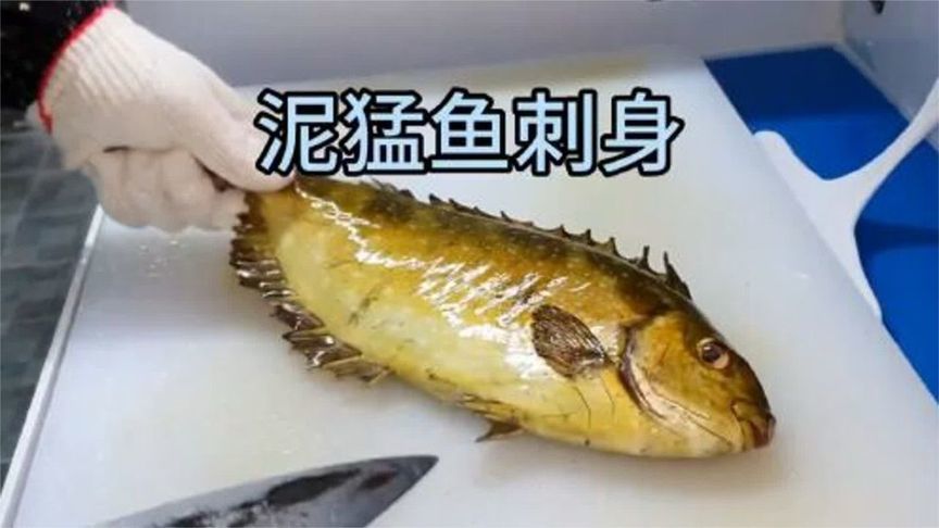 活泥猛鱼见过吗？做成刺身真的很鲜美，但是得特别注意，不然很危险