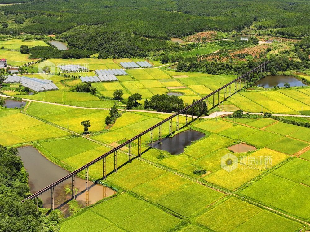 6月27日，江西省吉安市泰和縣上模鄉油洲村高架引水工程橫跨金色田園，為水稻灌溉輸送源源不斷的生態活水，保障糧食豐產豐收。“三夏”農忙時節，江西泰和縣供電公司科學調度電力配置，優先保障農業灌溉引水工程用電需求，助力早稻糧食生產。