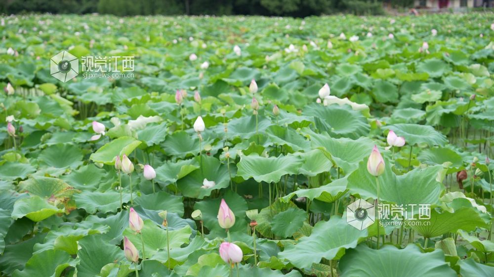 6月8日，在江西省永丰县君埠乡北寨村莲田里，白莲飘香四溢。娇艳荷花亭亭玉立，在翠绿荷叶间摇曳生姿，与美丽乡村相映成趣。游客们悠然漫步其间，沉醉于夏日独有的浪漫。