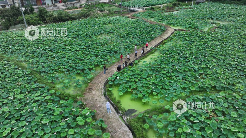 6月8日，在江西省永丰县君埠乡北寨村莲田里，白莲飘香四溢。娇艳荷花亭亭玉立，在翠绿荷叶间摇曳生姿，与美丽乡村相映成趣。游客们悠然漫步其间，沉醉于夏日独有的浪漫。
