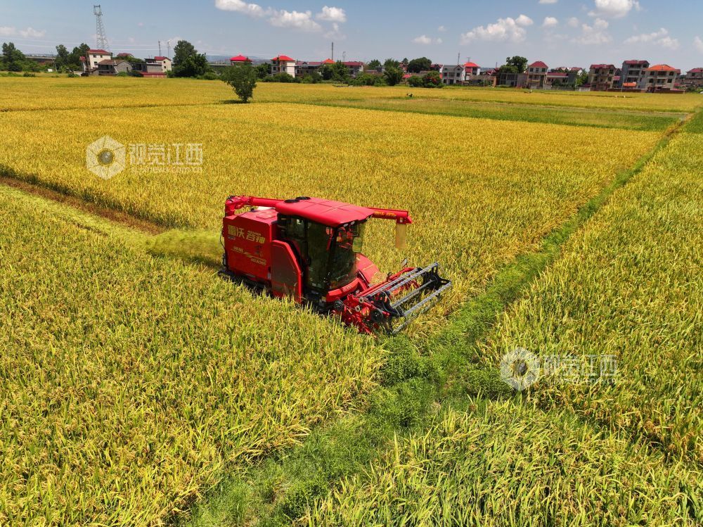 7月3日，江西省吉安市泰和县塘洲镇粮食主产区，农民驾驶收割机正在抢收早稻。