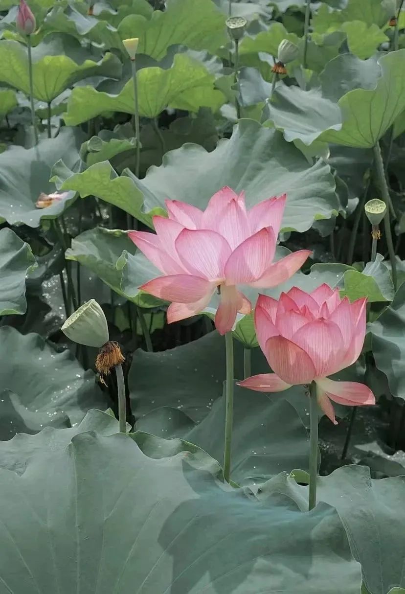 翠湖公园的荷花开了