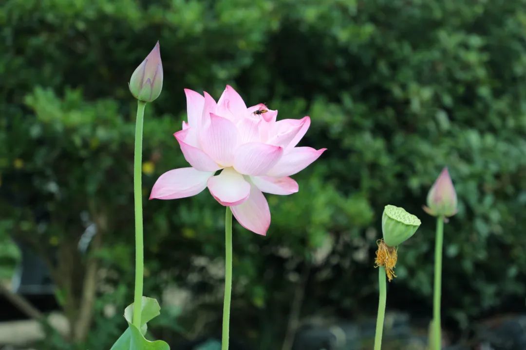 近年来，吉安峡江县围绕“荷花经济”打造生态宜居美丽乡村，通过“合作社+基地+农户”的模式种植荷花，农民实现荷花、莲子双收益，“荷花经济”助力乡村振兴。