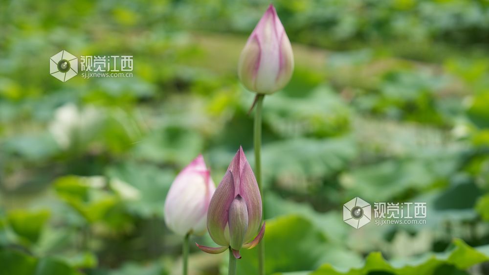 6月8日，在江西省永丰县君埠乡北寨村莲田里，白莲飘香四溢。娇艳荷花亭亭玉立，在翠绿荷叶间摇曳生姿，与美丽乡村相映成趣。游客们悠然漫步其间，沉醉于夏日独有的浪漫。