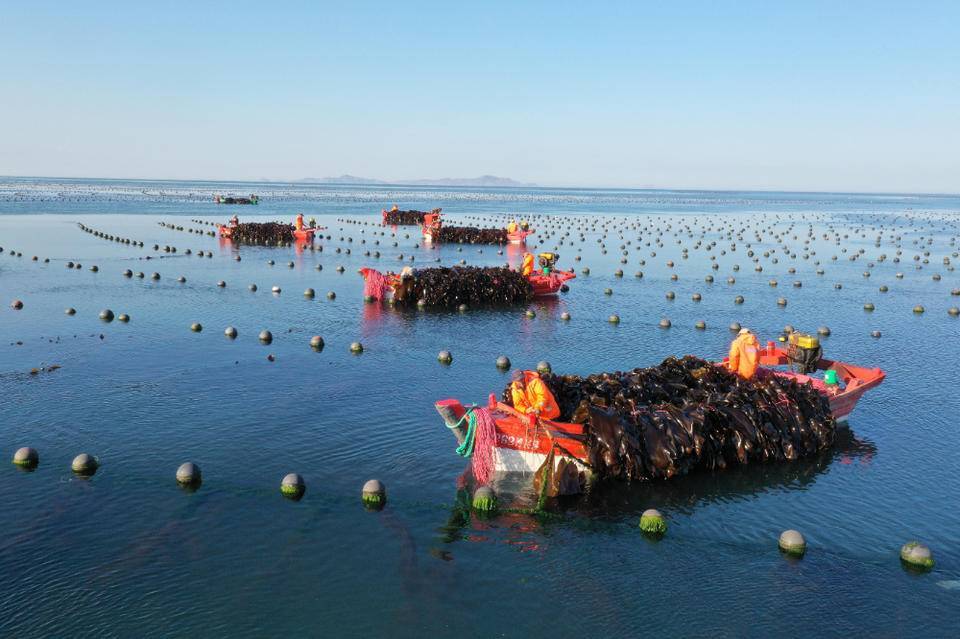 来源:长岛海洋生态文明综合试验区