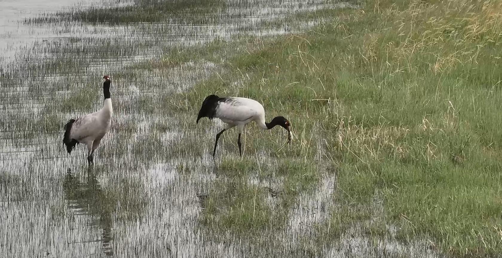 保护区内的鸟类