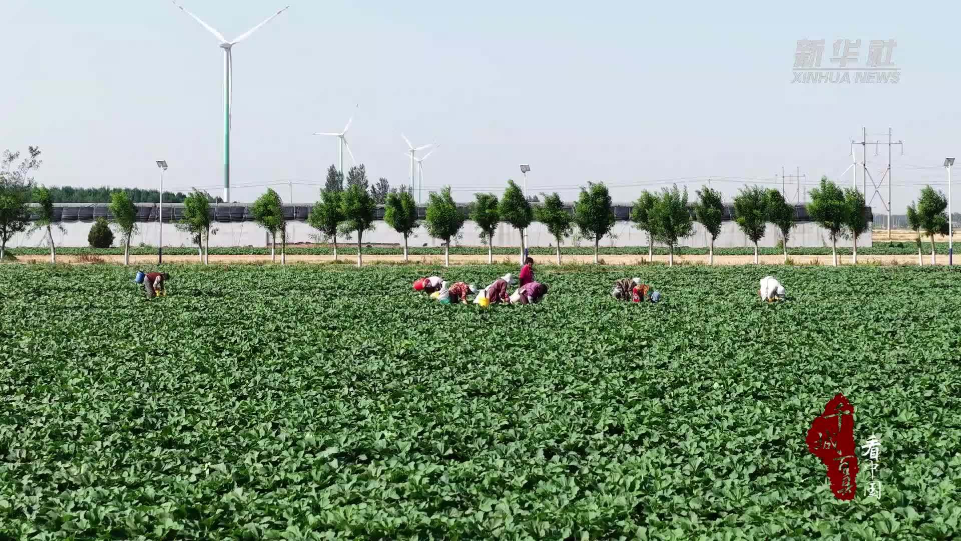 千城百县看中国｜河北馆陶：特色种植 蹚出乡村振兴新路子