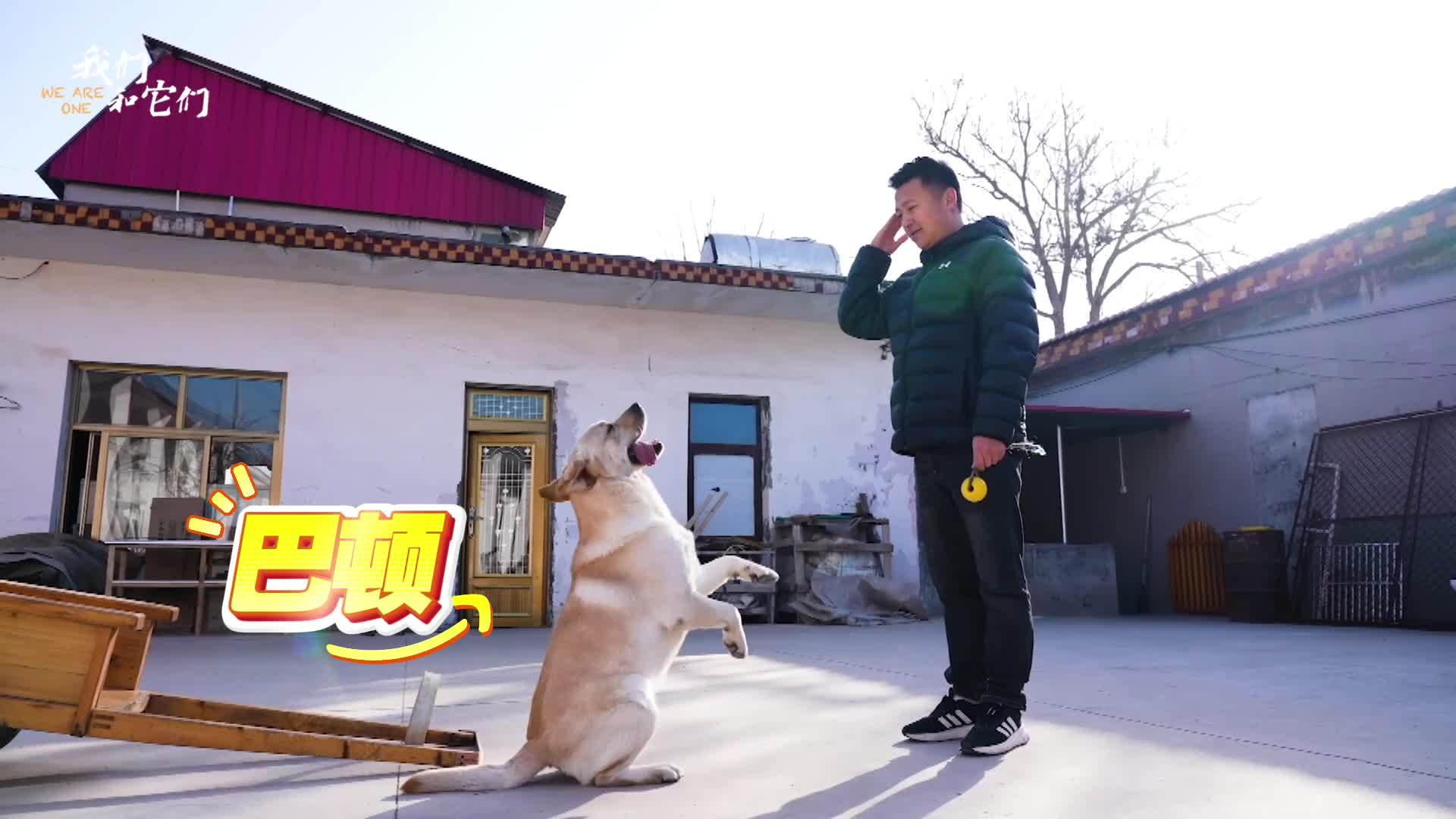 建议有车的别看！拉布拉多接娃放学神操作 网友：正经四驱比买车值