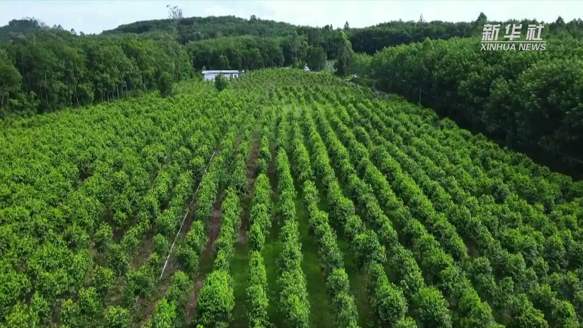 海南澄迈：把沉香打造成致富树