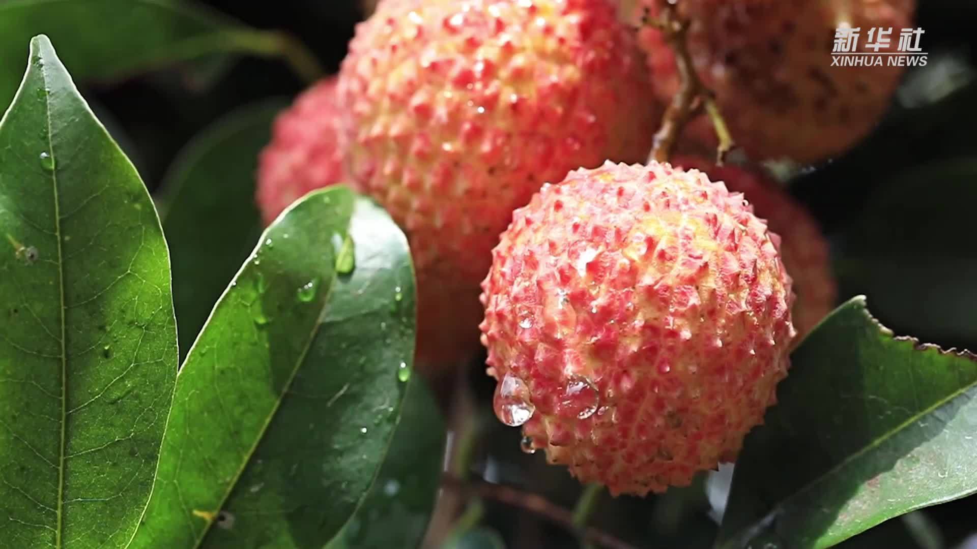 沉浸式了解荔枝花果发育过程
