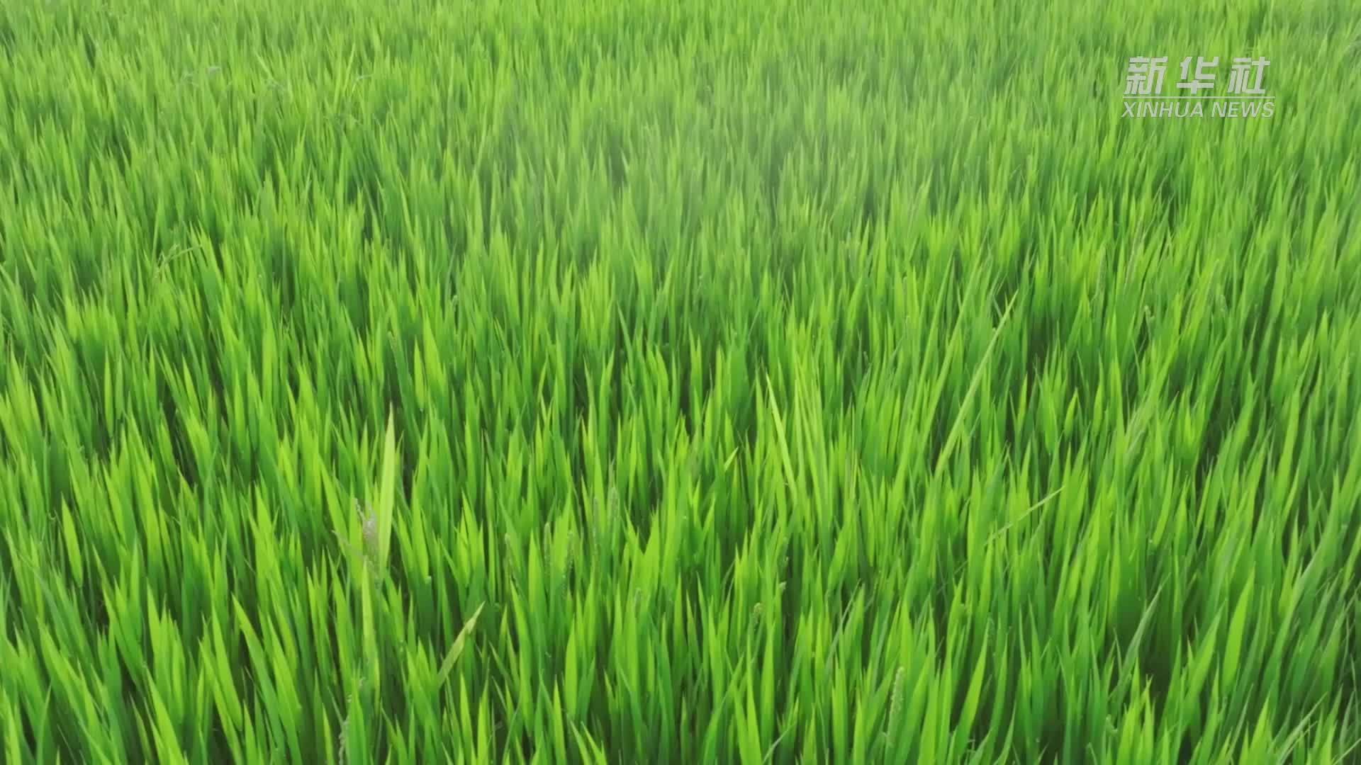 新“职”所向｜乡村里的“CEO”