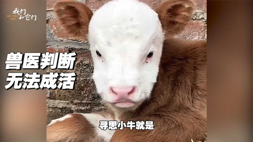 被兽医“判死刑”的袖珍牛，摔烂膝盖也要站起来
