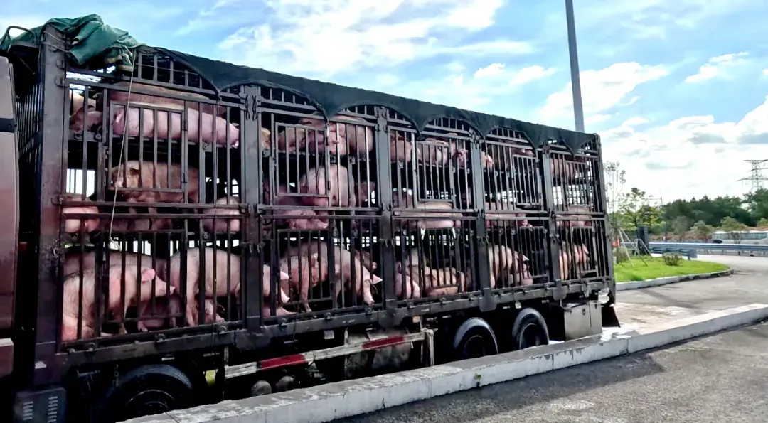 60余头生猪现场照片