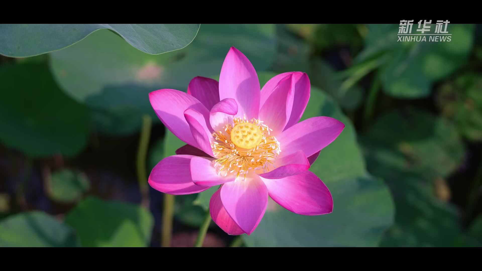 藕花深处 又见文苑
