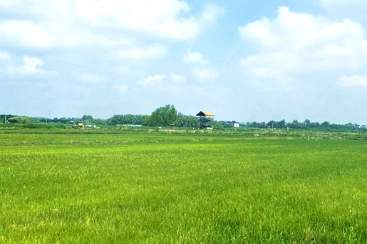 夏日稻田