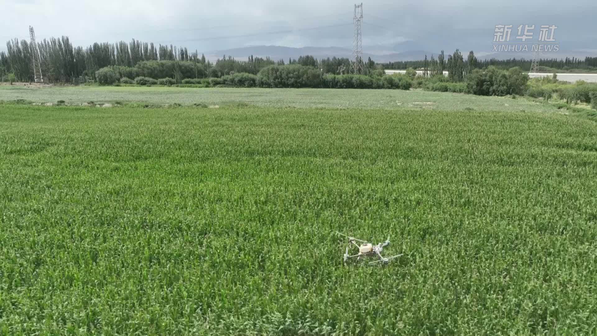 新疆轮台县：无人机授粉助力玉米丰产