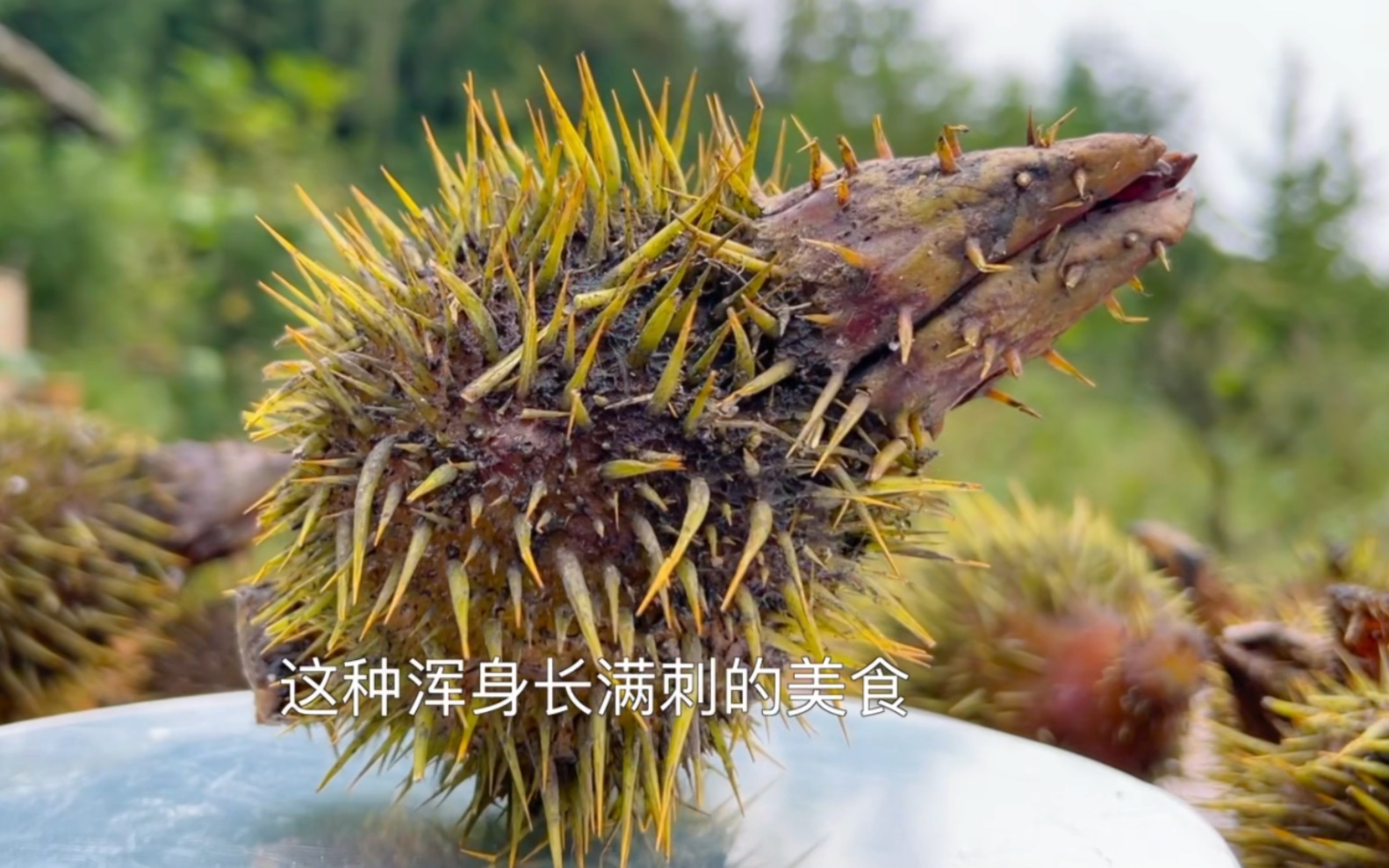 这种浑身长满刺的美食，你吃过吗？