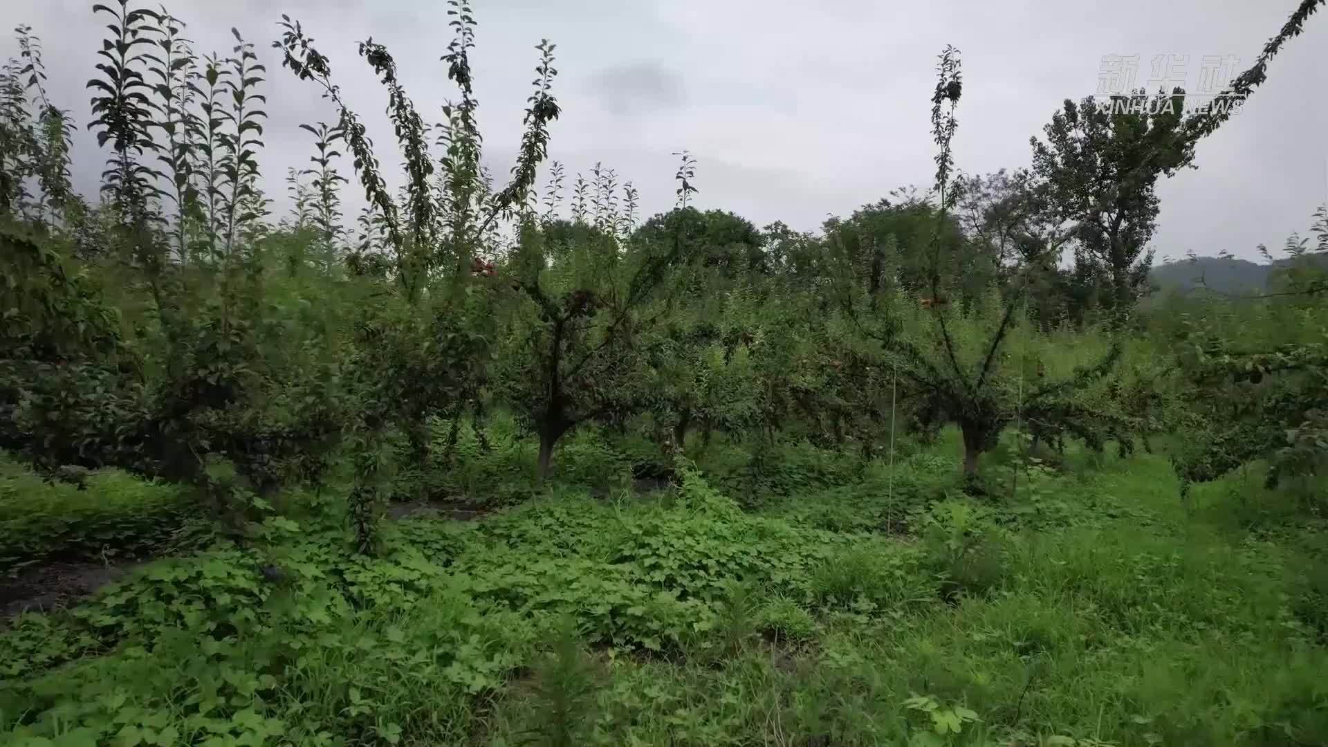 河南淅川：小杏李拓宽致富路