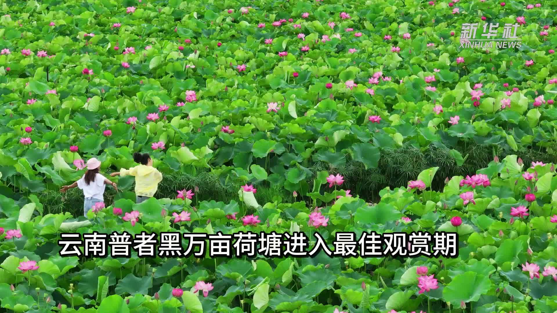 云南普者黑万亩荷塘进入最佳观赏期