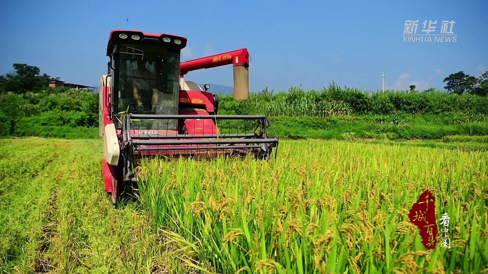 千城百县看中国｜湖南东安：机收金浪田园美
