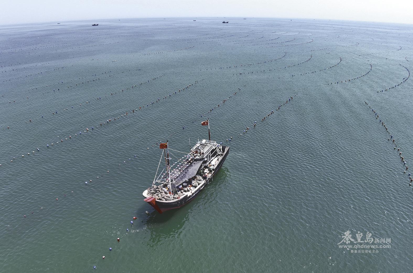 在昌黎县海域，一艘渔船正在进行扇贝分苗作业。本报记者李铎 陈立桐摄