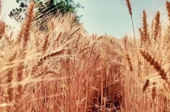 河西走廊收割正当时　用风吹麦浪的方式打开丰收季