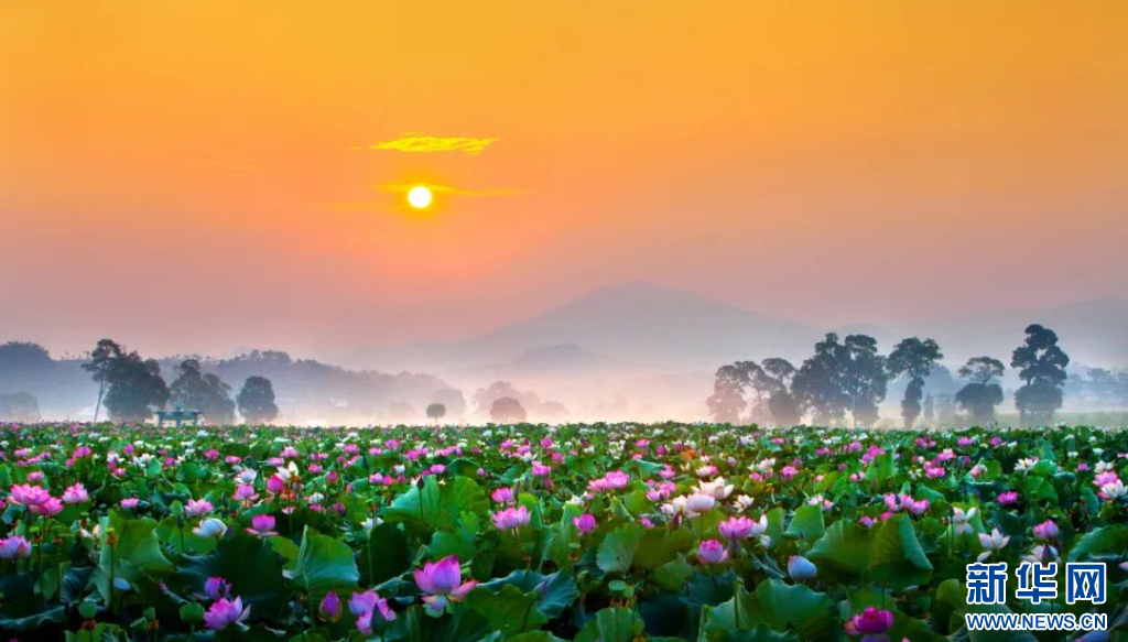 江西广昌姚西莲池美景如画。新华网发