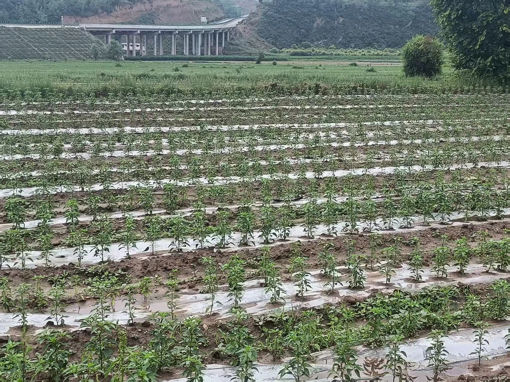 华亭“椒”香四溢　这片火“辣”映红群众致富路
