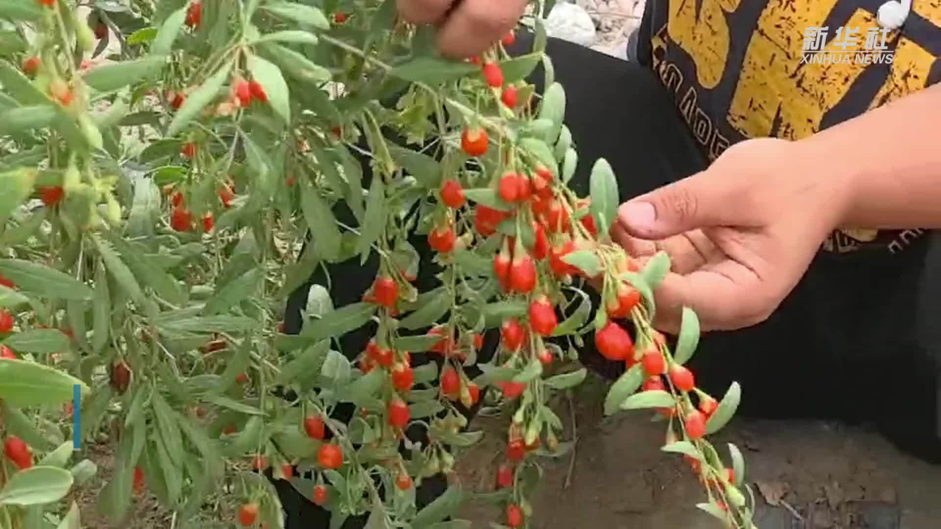 新疆精河：小枸杞中的致富经