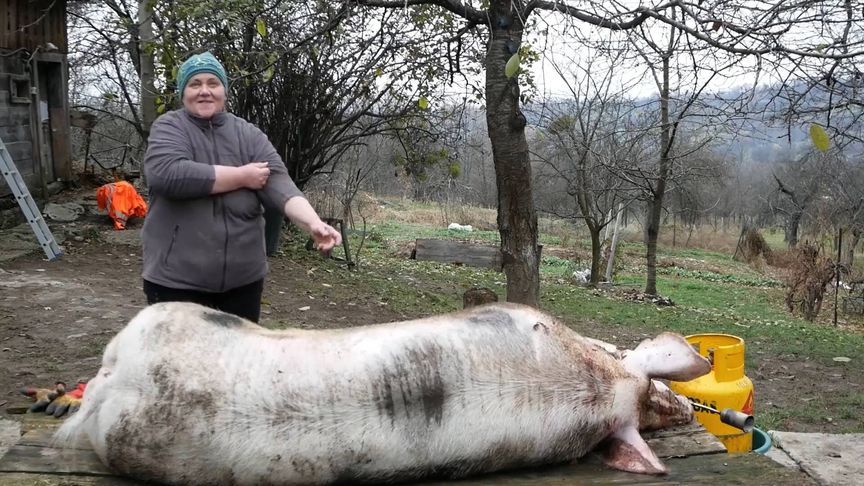 430斤的农家大土猪，看罗马尼亚人怎么宰杀做美食的，这样的猪会好吃吗