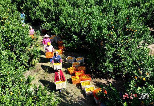 新余市分宜县分宜镇水北村蜜橘种植基地，果农忙着搬运蜜橘。大江新闻-视觉江西袁建兵摄