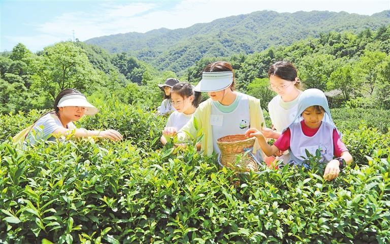 学生体验采茶　李旭春