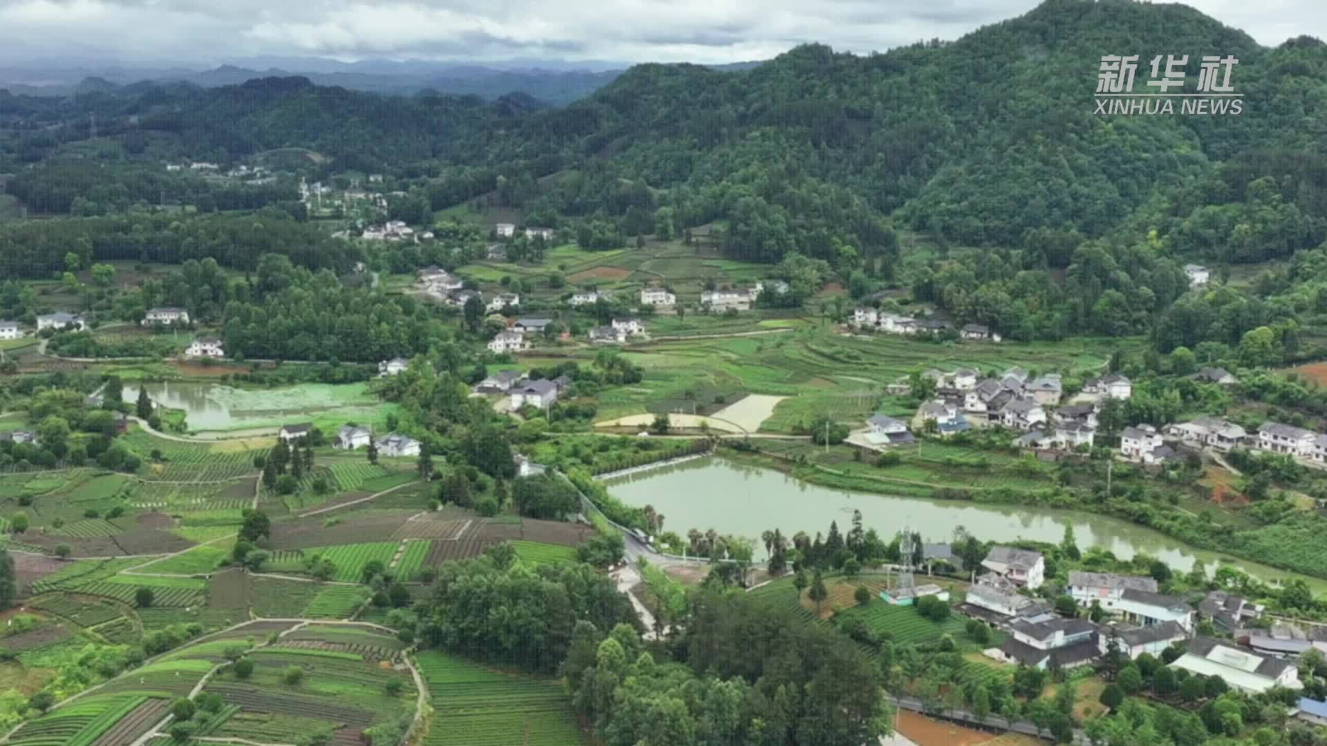 富民强县看产业：一片茶叶背后的乡村振兴答卷