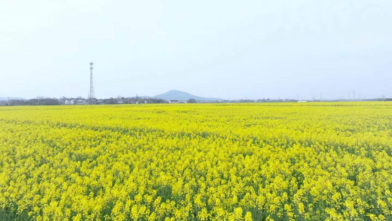 安徽庐江：油菜生“金”榨出乡村振兴“致富油”