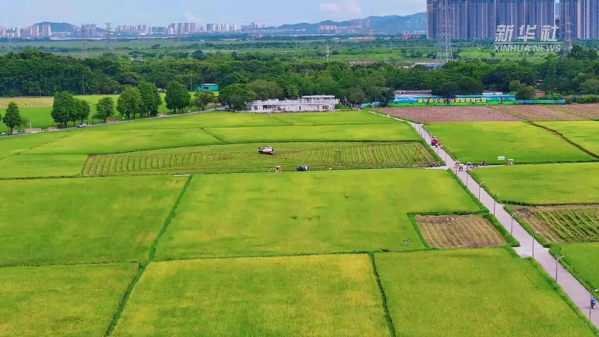 远山青黛映稻浪 夏收金涛涌岭南