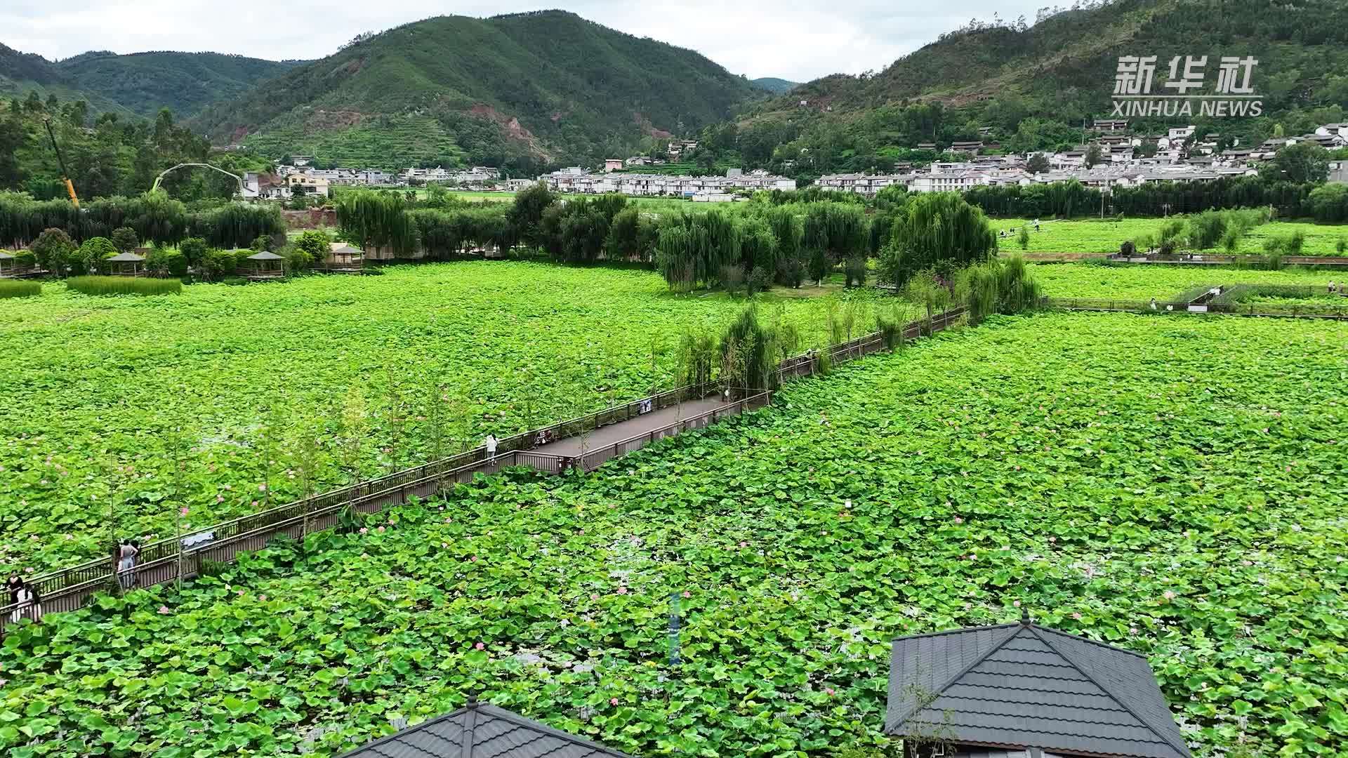 云南姚安：赏荷品荷 感受诗意盛夏