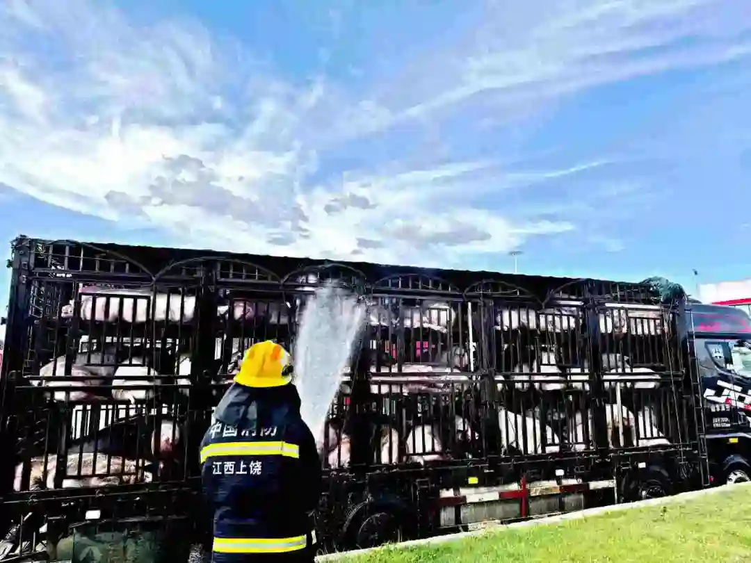 上饶服务区旁60余头“二师兄”集体中暑 “蓝朋友”送水降温