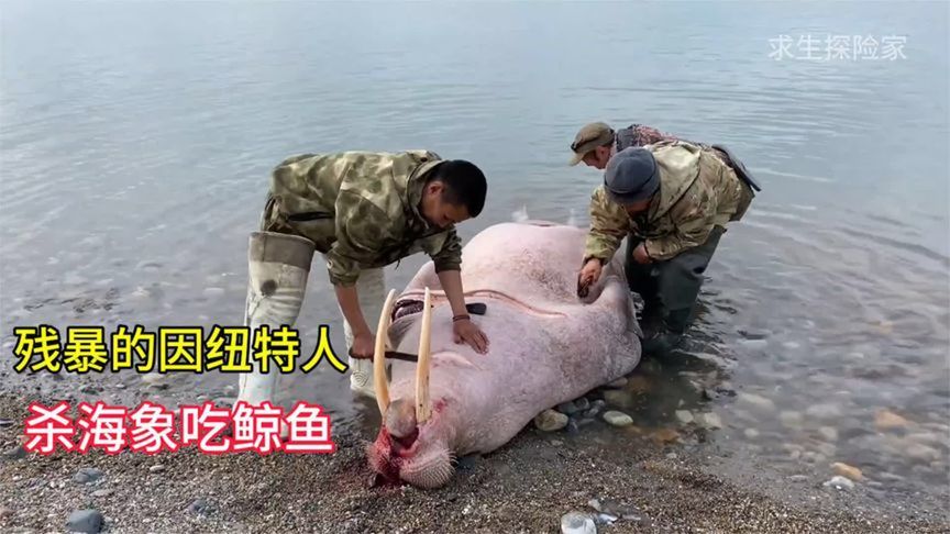 茹毛饮血的因纽特人，杀海象吃鲸鱼，炖着吃会更好吃吗？