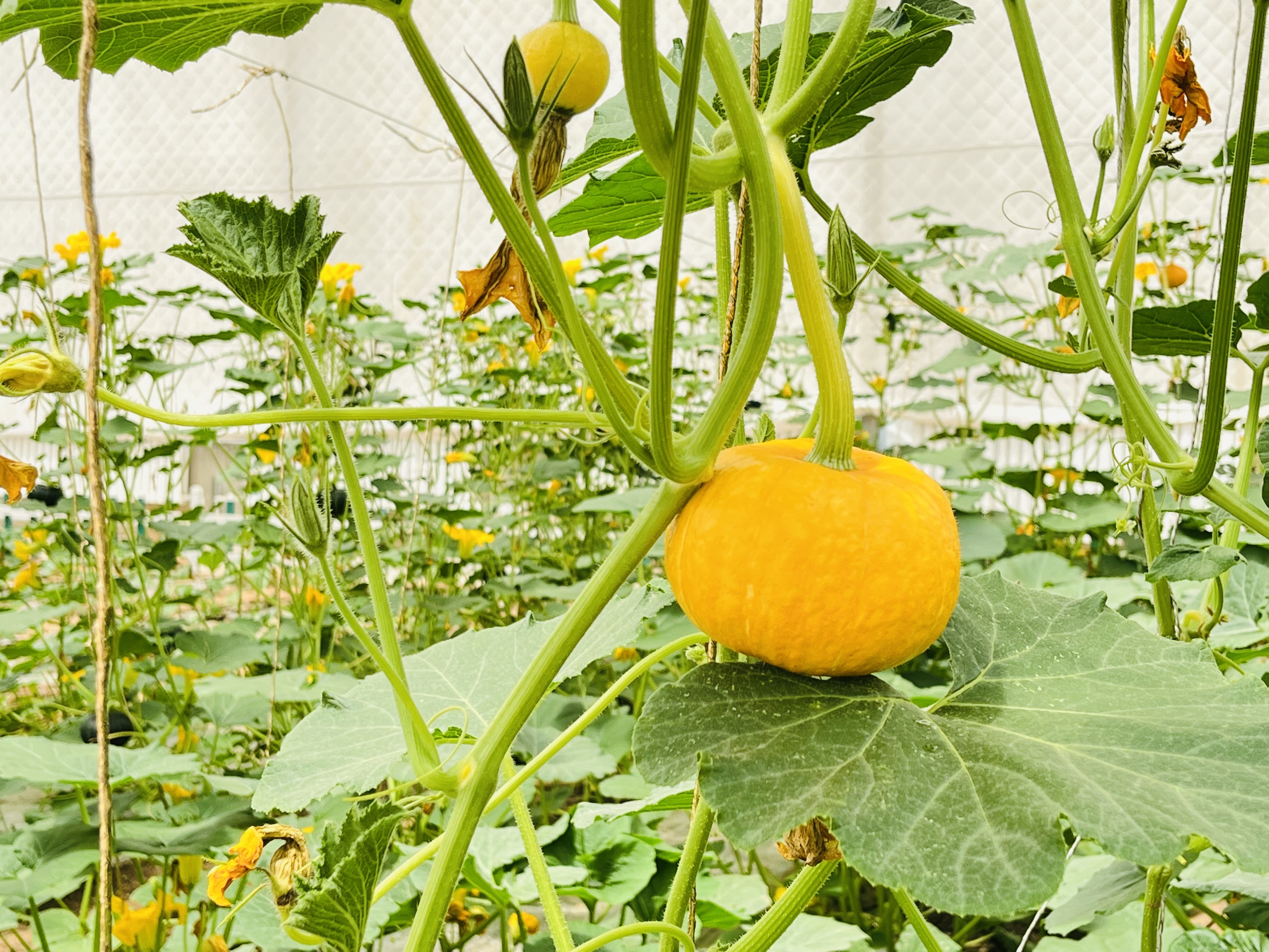 采摘垂钓吃美食　华亭“明星村”农旅融合藏妙招