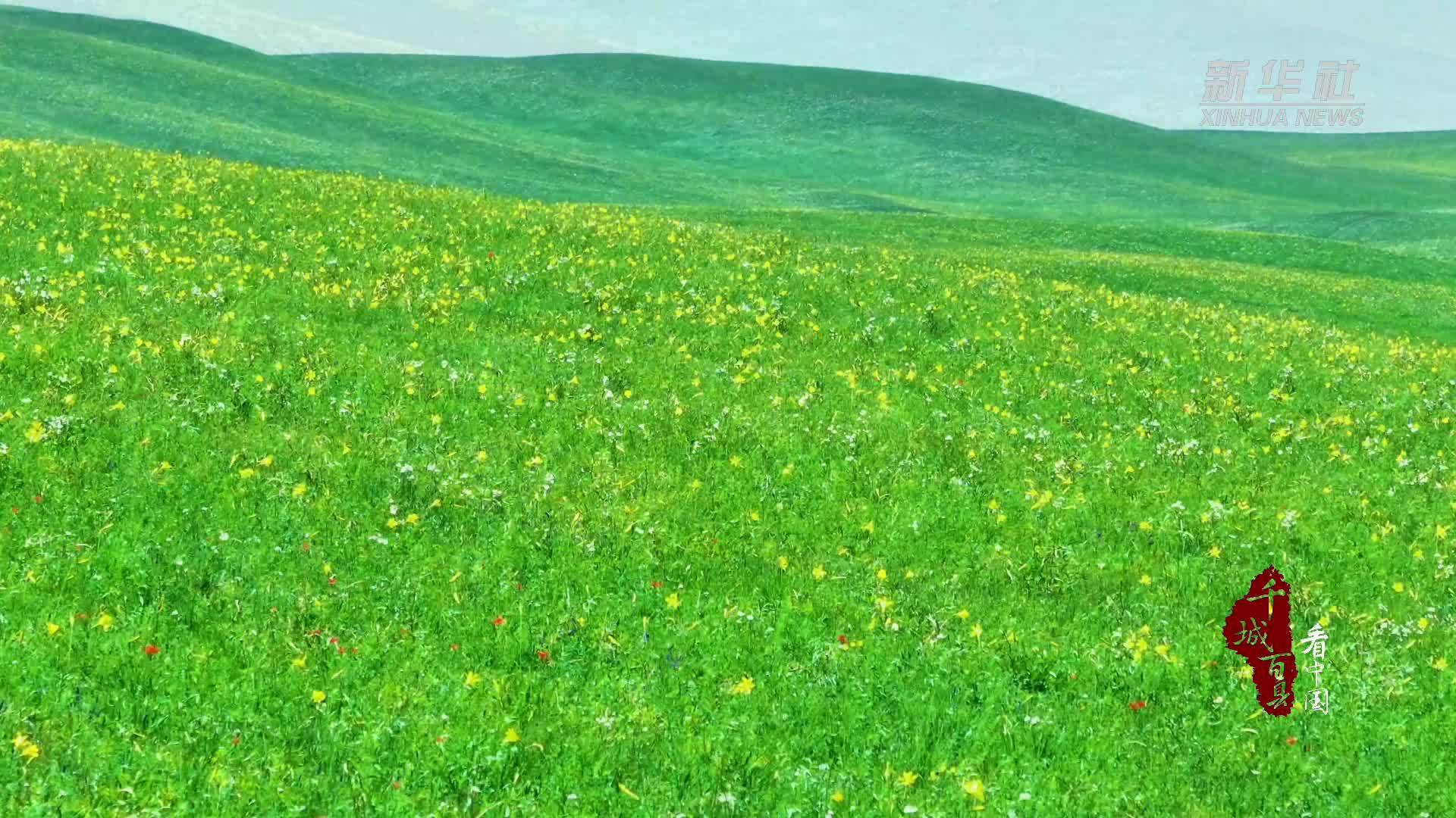 千城百县看中国｜内蒙古锡林浩特：一隅寂静 千盏花开