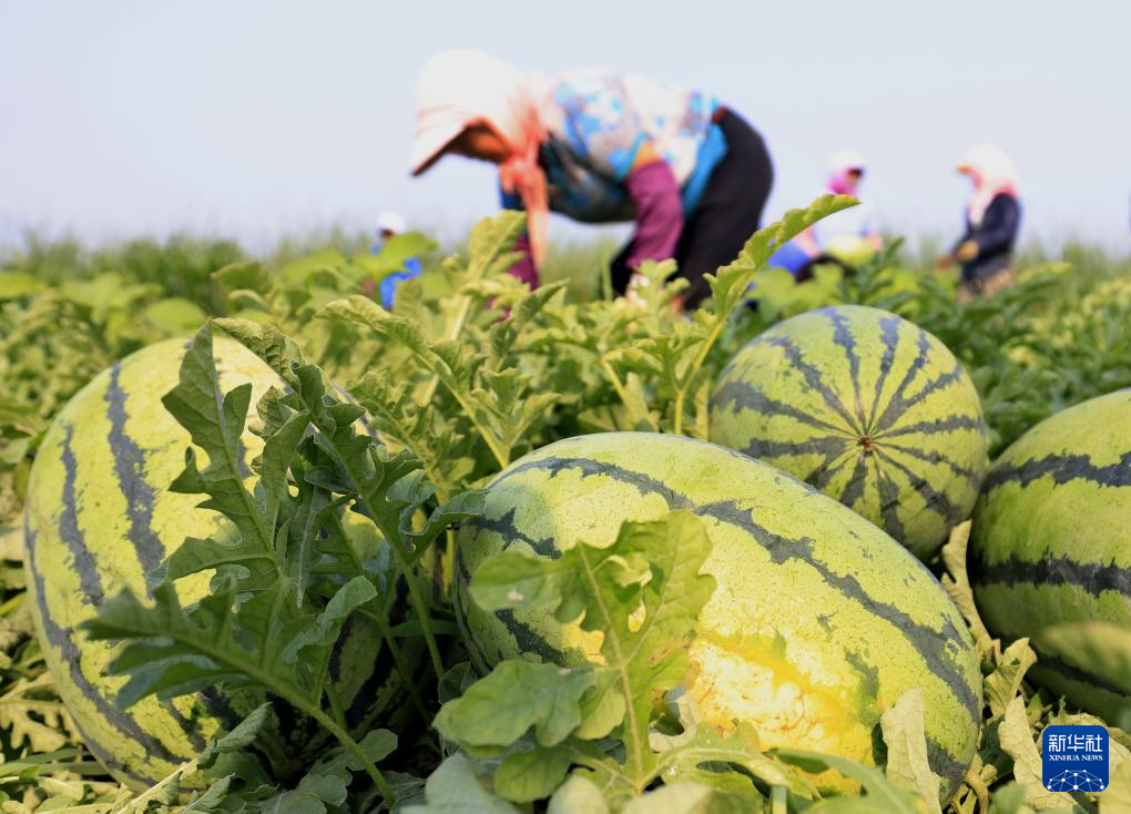 7月9日，河北省唐山市丰南区东田庄镇大吴庄户村的农民在田间收获西瓜。