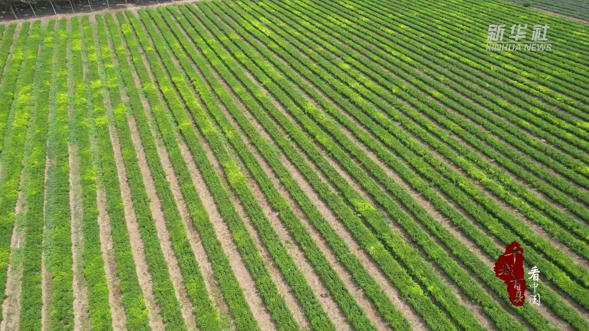 千城百县看中国｜山东广饶：“苦药材”变身致富“甜药方”