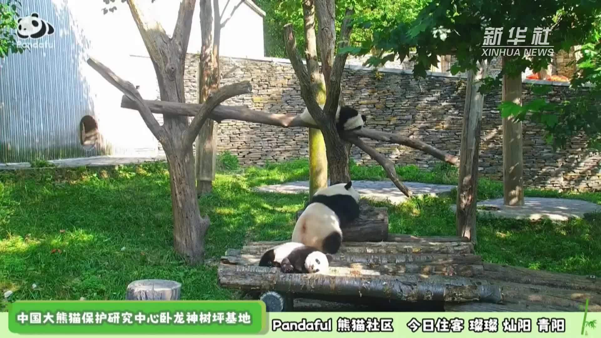 炎炎夏日“滚滚”乘凉