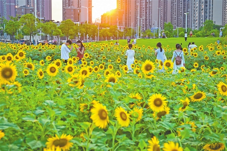 南昌市新建区：游园赏花（图）