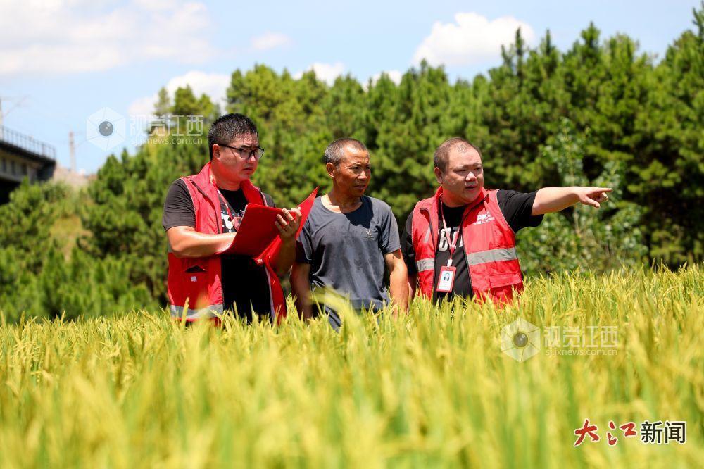 保险工作人员在田间地头实地查看投保水稻生长态势(宋靖辉 摄)