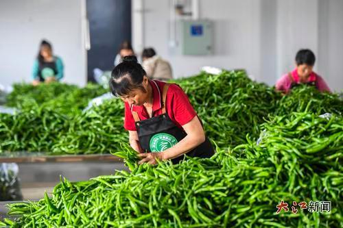 村民在车间内分拣辣椒。(高安市委宣传部供图)